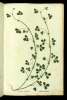  Fol. 256 

Trifyllon ekinodoton
Trifolium echinatum: